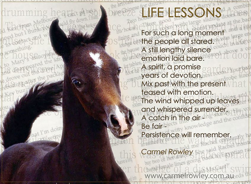 ARABIAN HORSES and some life lessons