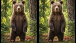 Spot the Difference Challenge: Test Observation Skills With the Bear Puzzle